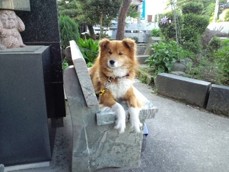 愛犬です。