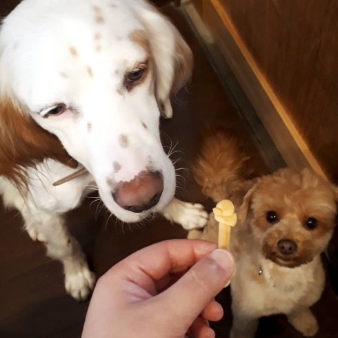 「日常的なシーンでのトレーニング♬楽しく自分のペースで学ぶしつけ！犬の保育園★しつけドッグトレーニング」