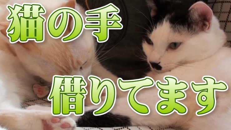 「猫カフェKuro　最新動画」