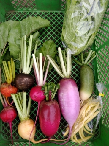 「☆カラフル野菜の小山農園、カブ類、大根類も充実してきました☆」