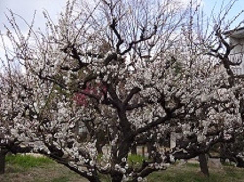 梅の花が、満開！