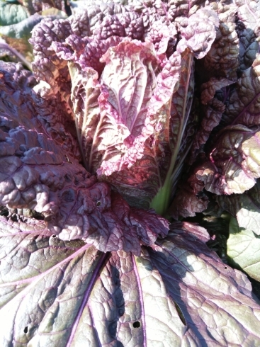 「☆カラフル野菜の小山農園、紫白菜の収穫始まりました☆」