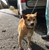 「飼い主さんを探しています！！御殿場保健所で保護収容」