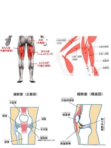 「筋力低下⑬膝痛パート２・・・総合整体院カワカミ・寝屋川・萱島・守口・門真・健康の基本は足元から・寝屋川ロコモ予防」