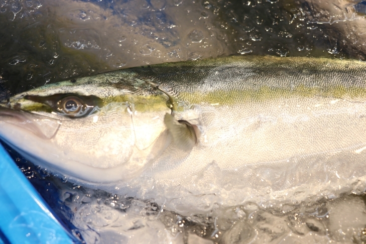 「八千代市、佐倉市の鮮魚店  　勝田台から徒歩10分　 魚や山粋（ヤマスイ)    地魚揃ってます。」