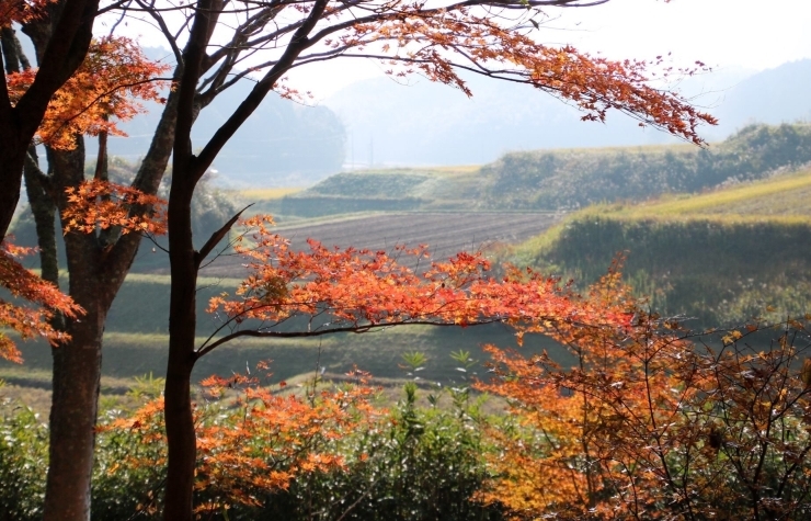 「【もみじ山と里山】」