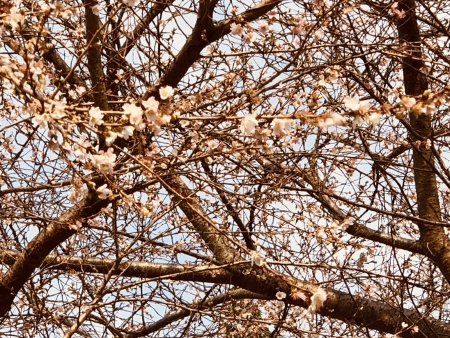 「桜が咲いているんですよ！(◎_◎;)」