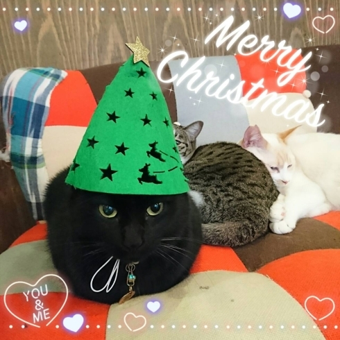 「猫カフェKuroもクリスマスにゃ」