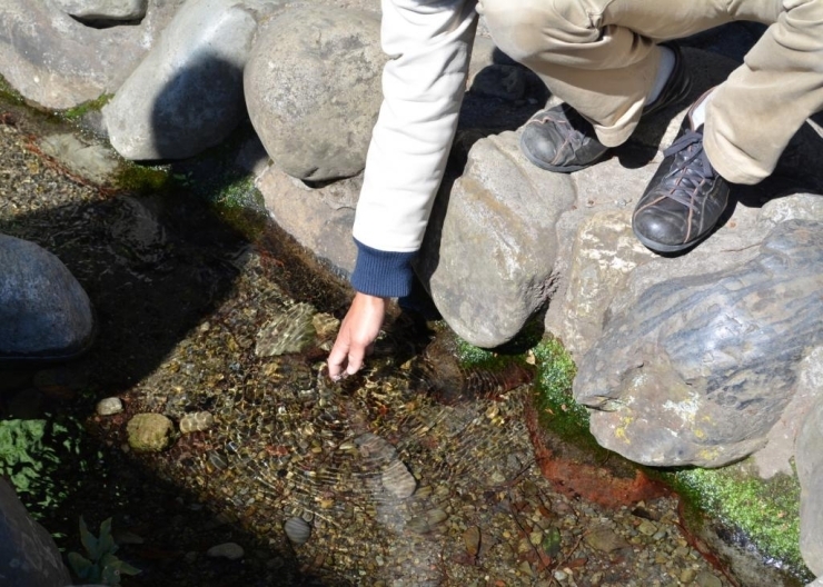 諏訪神社の湧水。<br>とにかく水が綺麗！　透き通っていて触るとひんやり気持ちいい♪