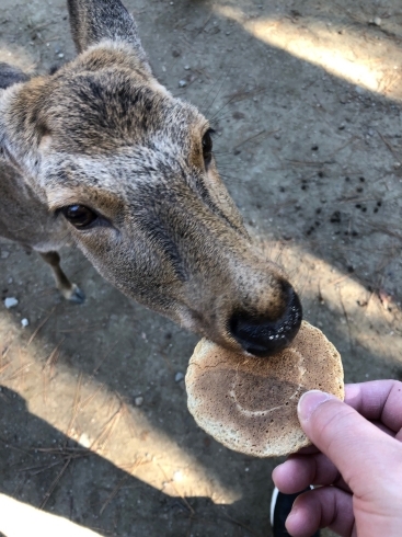 「明けましておめでとうございます」