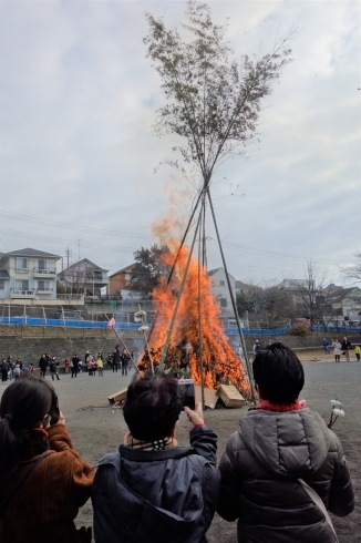 「すみれが丘「どんど焼き」」