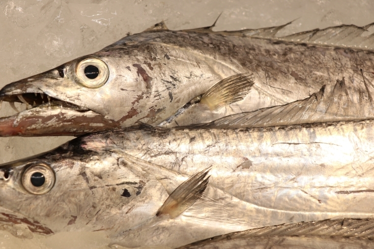 「八千代市、佐倉市の鮮魚店  　勝田台から徒歩10分　 魚や山粋（ヤマスイ)    千葉トロ太刀魚」