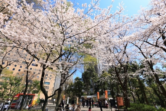 桜の下で春のピクニックランチ。（2014年3月31日追加撮影）