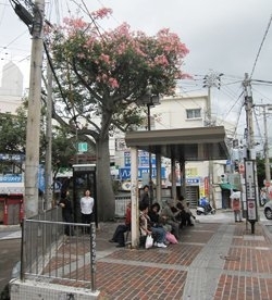 商店街の突き当たりにある開南バス停。<br>県指定の木「トックリキワタ」が目印。木の後ろに見えるのが商店街の入口です。この三角の小さなスペースは歴史のある那覇市のターミナルです。