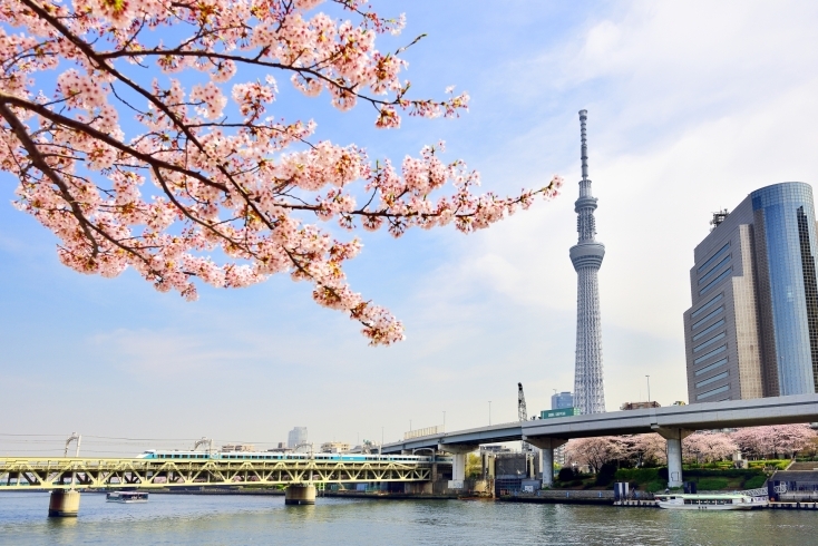 「今シーズン最初のさくら開花情報発表！！」