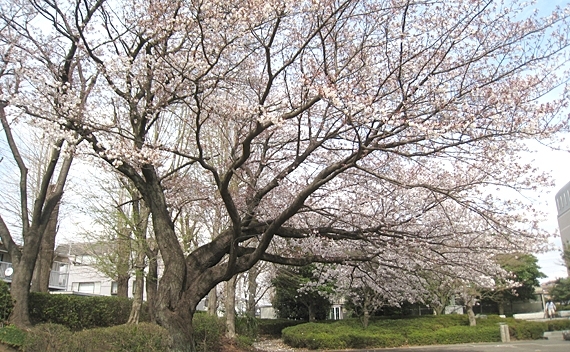 市役所の桜が見事に咲いていました。