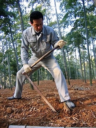 「＜たけのこの収穫＞　京都・西山丘陵一帯の「たけのこ畑」伝統栽培」