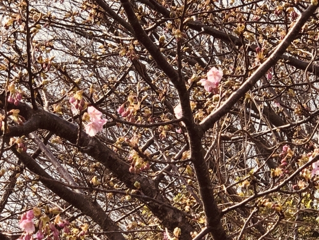 「さ、桜が咲いちゃってるよ(^◇^;)」