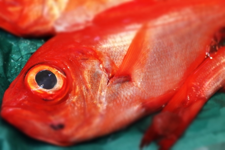 「八千代市、佐倉市の鮮魚店  　勝田台から徒歩10分　 魚や山粋（ヤマスイ)   旬魚飾り売り。」