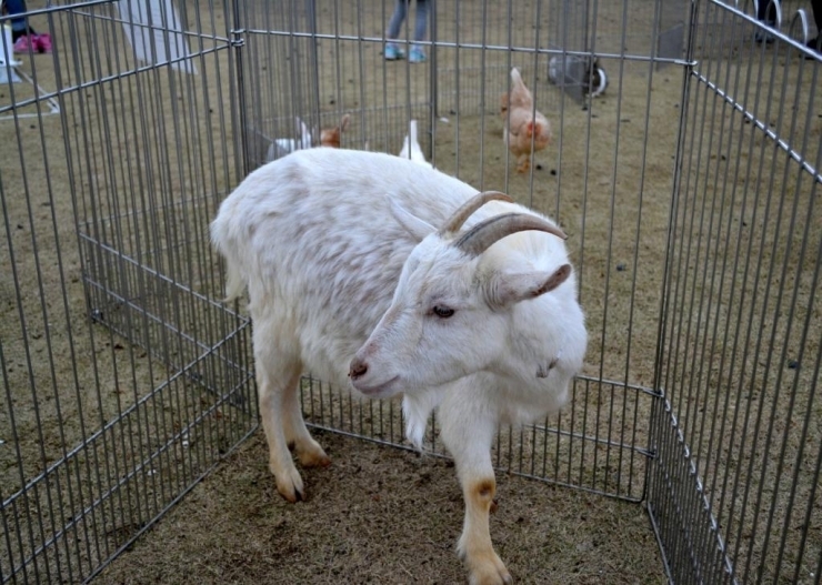 11月に大好評だったという「ふれあい動物園」<br>「広場」に柵が設置されており、その中でかわいい動物たちと実際に触れ合えちゃいます♪<br>鶏やウサギなどがいましたが、僕のお気に入りはヤギさん<br>真っ白の毛とつぶらな瞳がステキ♪<br>