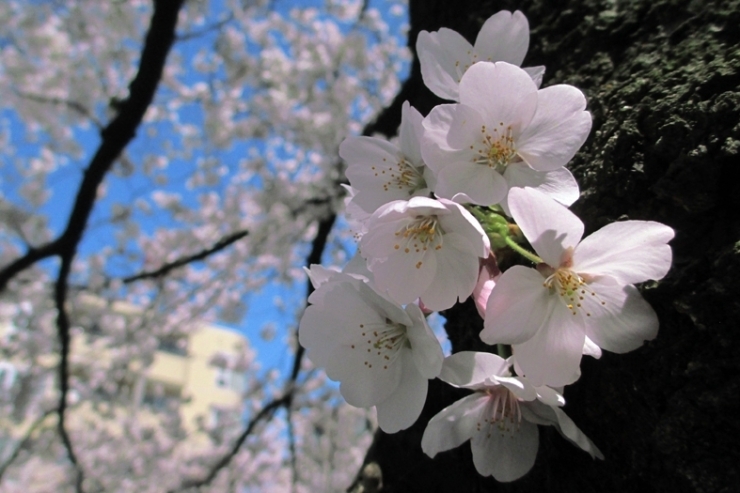 枝ではなく、幹からこんにちは<br>ソメイヨシノの桜の花がごあいさつ