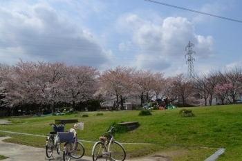 小高い丘の芝生に沿って植えられた桜に<br>花見客が寄り添っています。