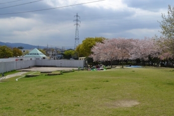 広大な弁天池公園の芝生から見る桜と<br>生駒山系のコントラストを見られるのは<br>門真でもここ弁天池公園だけ！