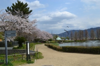 生駒山系と桜を眺める遊歩道。<br>桜を見ながらランニングもいいですね！