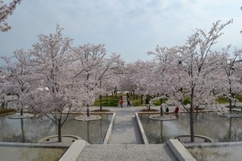 広場一帯に広まる桜のトンネル。<br>見下ろせばそこはまるで桜の海ですね。