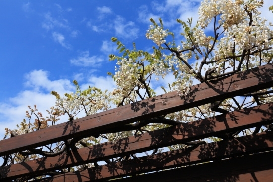 ４月中旬：藤の花の咲き始め　５月になればグーンと花が下に伸びてきます。