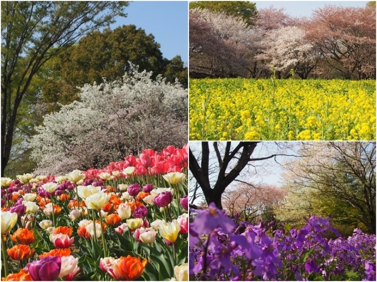 桜とコラボ。写真を撮るのも楽しくなります。