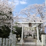 春爛漫！　満開に咲き誇る桜～信立寺・広瀬神社～