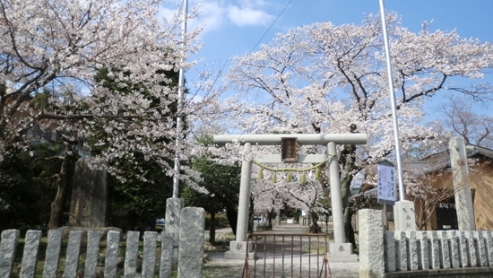 鳥居の向こうで桜がお出迎え。