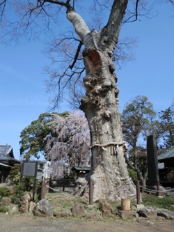 推定樹齢800年の大ケヤキ。