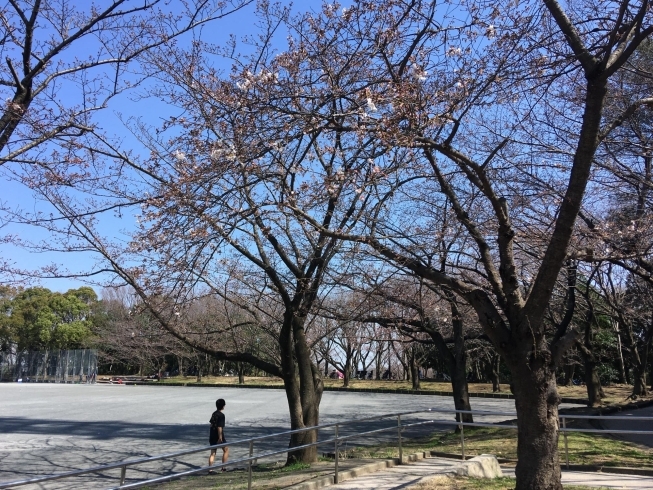 東方公園。ごく一部ほころび程度。「都筑区内ソメイヨシノ（桜）の開花状況（3/19現在）」