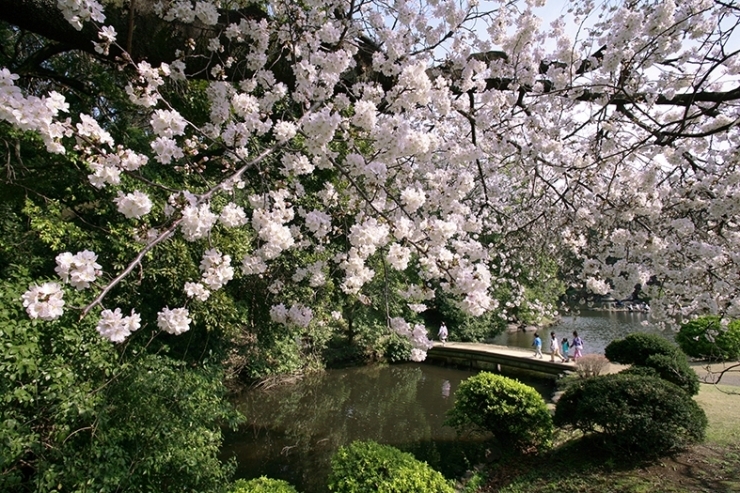 池と桜　シリーズ<br>まるで　子供たちを　<br>見守っている様だ　楽しんでねと！
