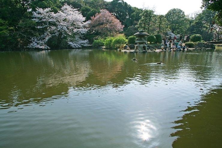 揺れる湖面に　写り込む　対岸の桜<br>小春のお日様も　ゆらゆらと輝いて