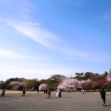 【No.159】　2014年　新宿の桜　新宿御苑3