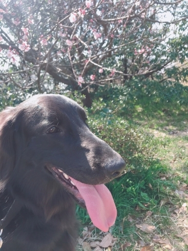 「犬の保育園★通園中のフラットちゃんとお散歩に行ったら春を見つけました♡♡」