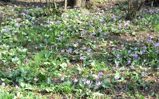 公園の裏には、カタクリの花も！