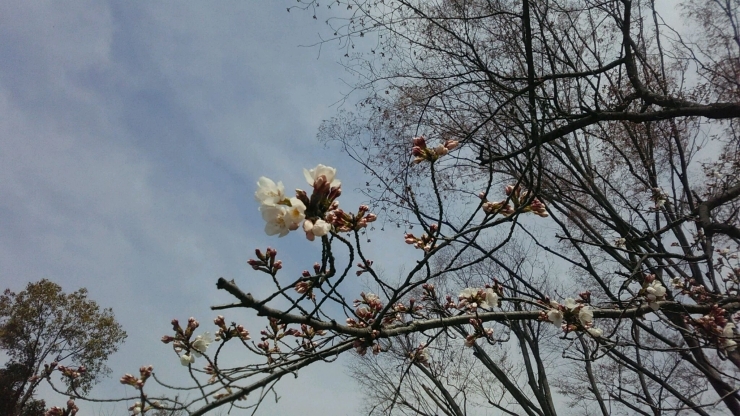 「松塚公園の桜が咲き始めました。」