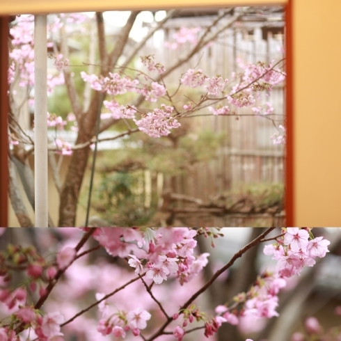 「トゥーレの桜 満開」
