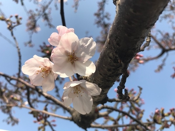 「桜が見ごろを迎えています！」