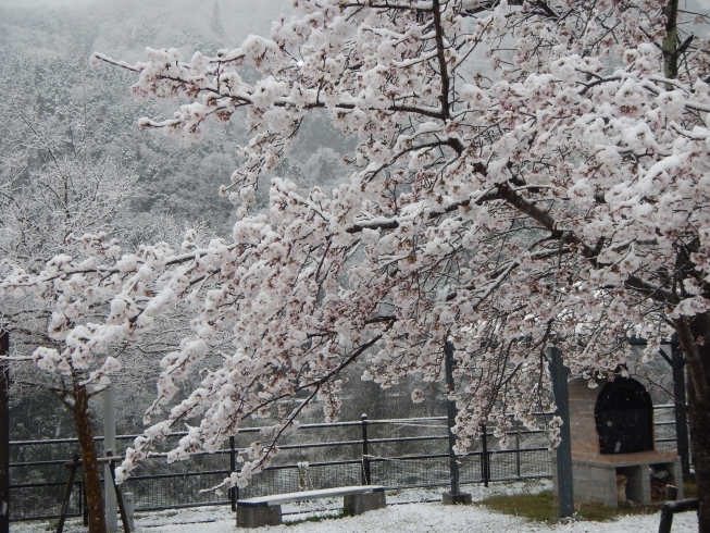 「4月の雪と桜」