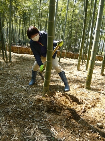 「長岡京市観光協会主催の「たけのこ掘り体験」に参加しました。」