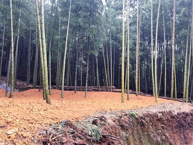 「＜土もち（土をかぶせる）＞　京都・西山丘陵一帯の「たけのこ畑」伝統栽培」