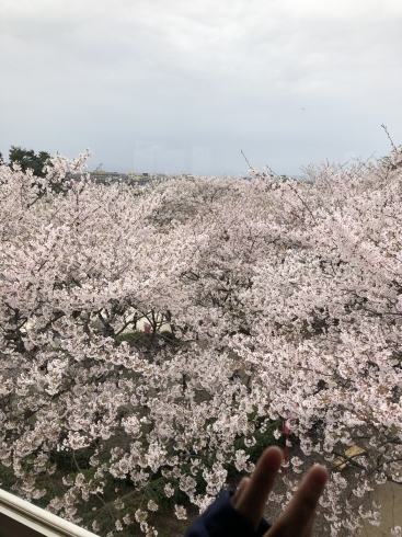 「桜満開♪本格復帰です♪♪」