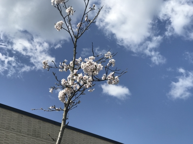 「事務所の桜も満開を迎えました！」