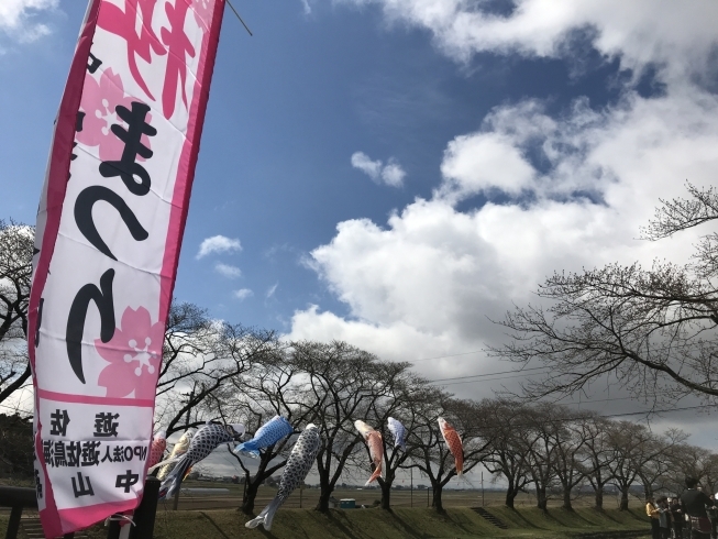 「中山河川公園桜まつりオープニングイベントに行ってきました！」
