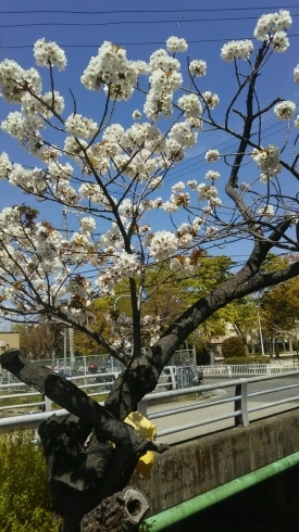 「遅咲きの桜　　１７日は園庭開放の日です。」